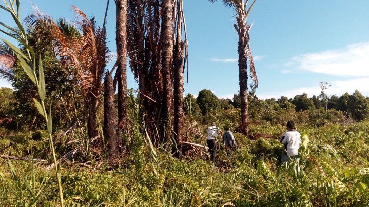 Big sago tree in the peat area near the river in Yakora District (left ...